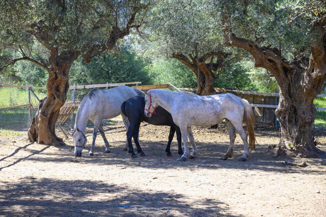 Semantron Traditional Village Diakopto Dış mekan fotoğraf